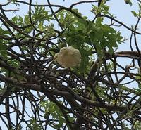 Afrikanischer Affenbrotbaum Blüte