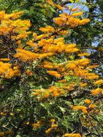 Australische Silbereiche Grevillea robusta