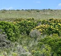 Fynbos mit Protea-Büschen