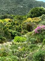 Fynbos-Landschaft