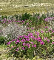 Kapuzenblättrige Pelargonie Pelargonium cucullatum