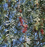 Pfefferbaum Schinus Früchte