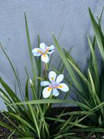 Weiße Kapiris Dietes iridioides