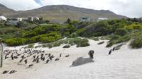 Pinguine am Boulders Beach