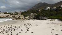 Pinguine am Boulders Beach