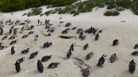 Pinguine am Boulders Beach