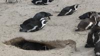 Pinguine am Boulders Beach