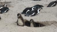 Pinguine am Boulders Beach