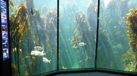 Two Oceans Aquarium Kapstadt