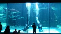 Two Oceans Aquarium Kapstadt