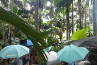 Praslin, Vallee de Mai