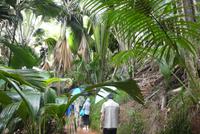 Praslin, Vallee de Mai