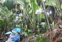 Praslin, Vallee de Mai