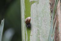 Praslin, Vallee de Mai