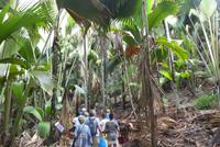 Praslin, Vallee de Mai