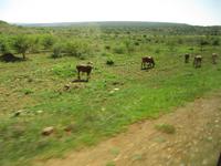 Auffahrt zur Hannah Game Lodge