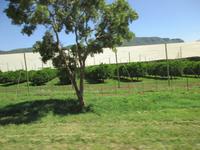 geschützte Obstbäume