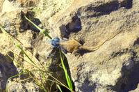 Südafrika - Tierwelt