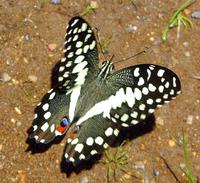 Bourke's Luck Potholes - Schmetterling