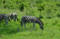 Krüger Nationalpark - Steppenzebra