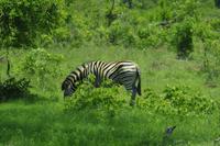 Krüger Nationalpark - Steppenzebra