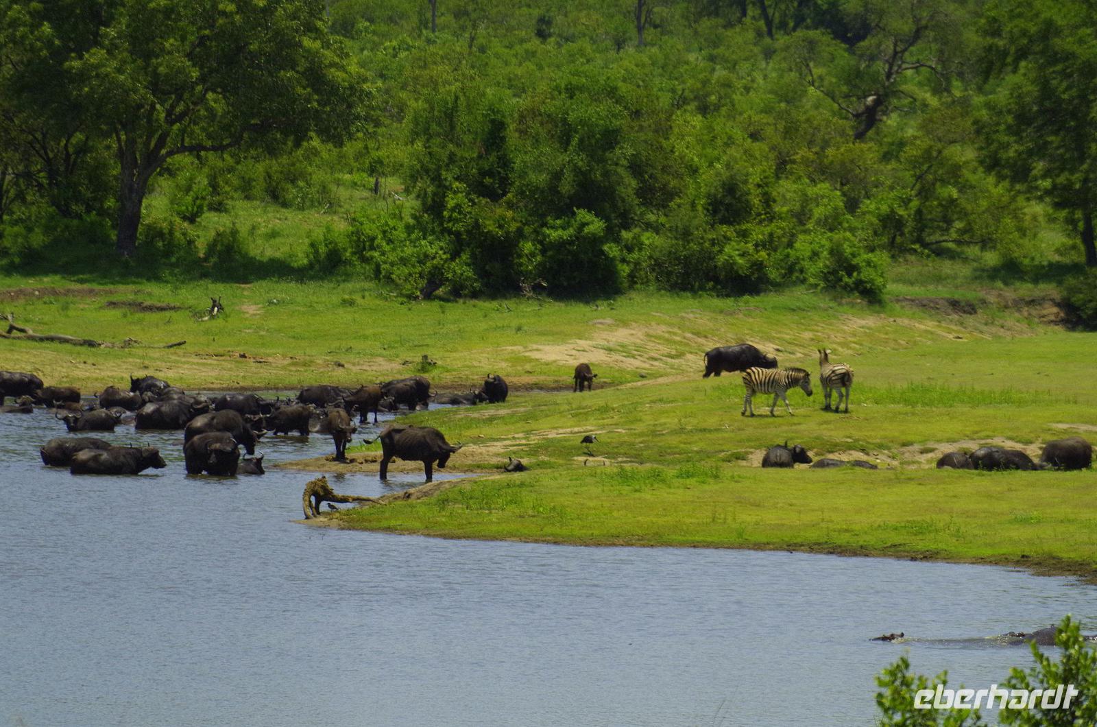 Krüger Nationalpark