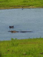 Krüger Nationalpark - Flusspferd