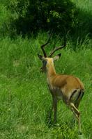 Krüger Nationalpark - Impala
