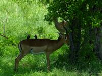 Krüger Nationalpark - Impala