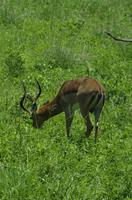 Krüger Nationalpark - Impala