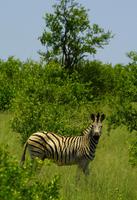 Krüger Nationalpark - Steppenzebra