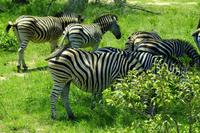 Krüger Nationalpark - Steppenzebra