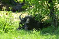 Krüger Nationalpark - Büffel