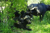 Krüger Nationalpark - Büffel