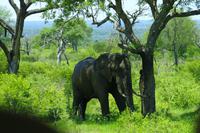 Krüger Nationalpark - Afrikanischer Elefant