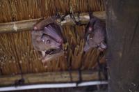 Krüger Nationalpark - Fledermaus