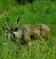 Krüger Nationalpark - Kudu