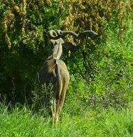 Krüger Nationalpark - Kudu