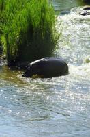 Krüger Nationalpark - Flusspferd