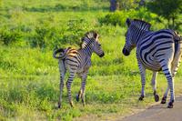 Krüger Nationalpark - Steppenzebra