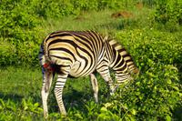 Krüger Nationalpark - Steppenzebra