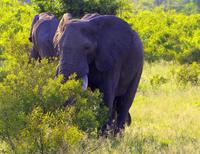 Krüger Nationalpark - Afrikanischer Elefant