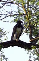 Krüger Nationalpark - Kampfadler