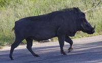 Krüger Nationalpark - Warzenschwein