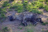 Krüger Nationalpark - Tüpfelhyäne