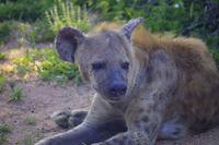 Krüger Nationalpark - Tüpfelhyäne