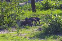 Krüger Nationalpark - Warzenschwein