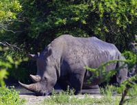 Krüger Nationalpark - Breitmaulnashorn