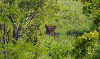 Krüger Nationalpark - Löwe