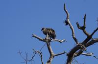 Krüger Nationalpark - Geier